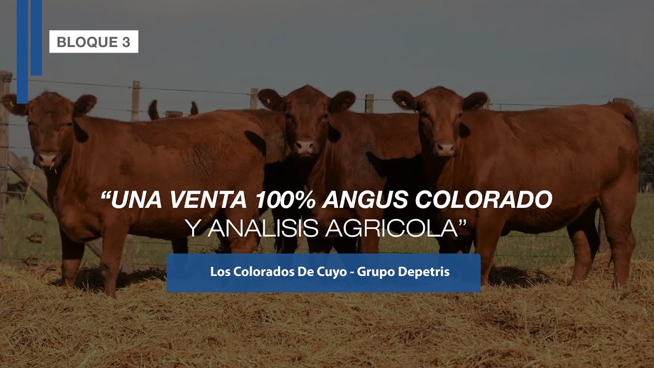 UNA VENTA 100% ANGUS COLORADO Y ANALISIS AGRICOLA - YouTube