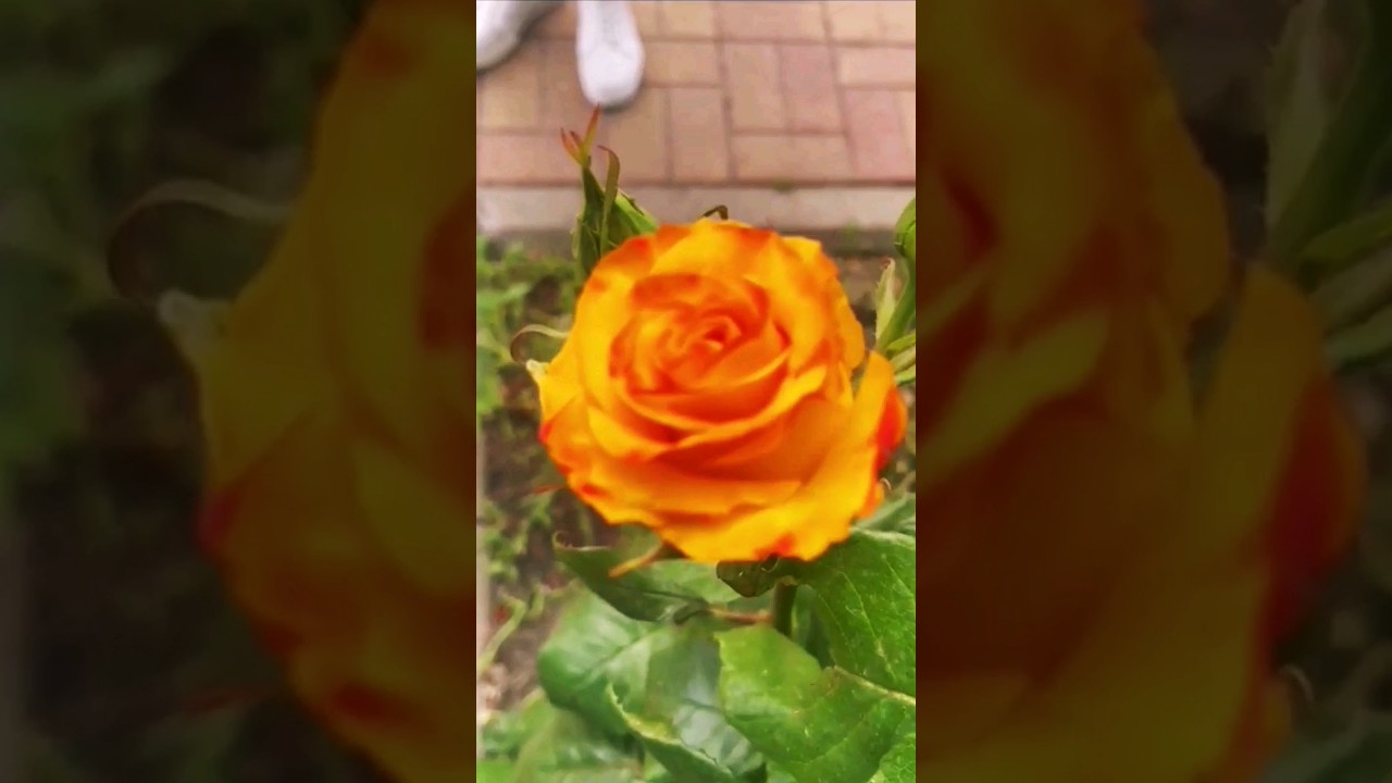 КАКАВА КРАСОТА 