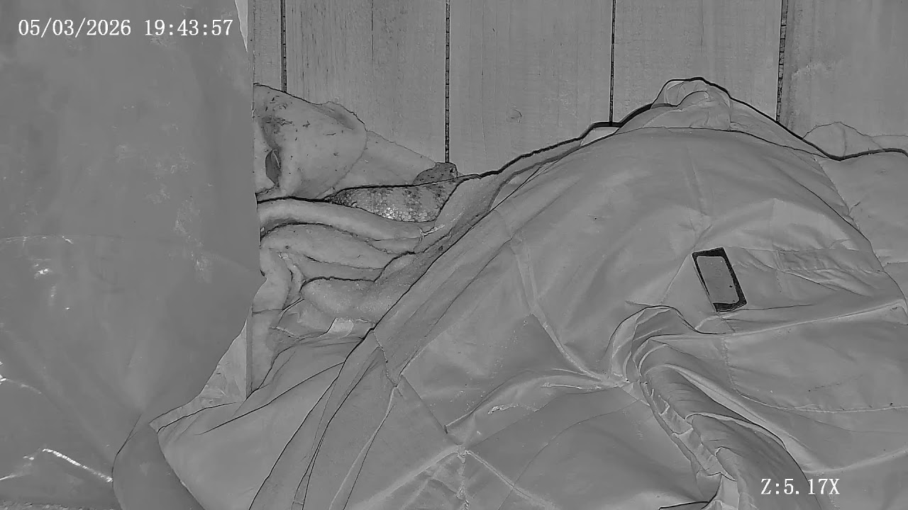 Joshua Tree Rattlesnake cam Live Stream