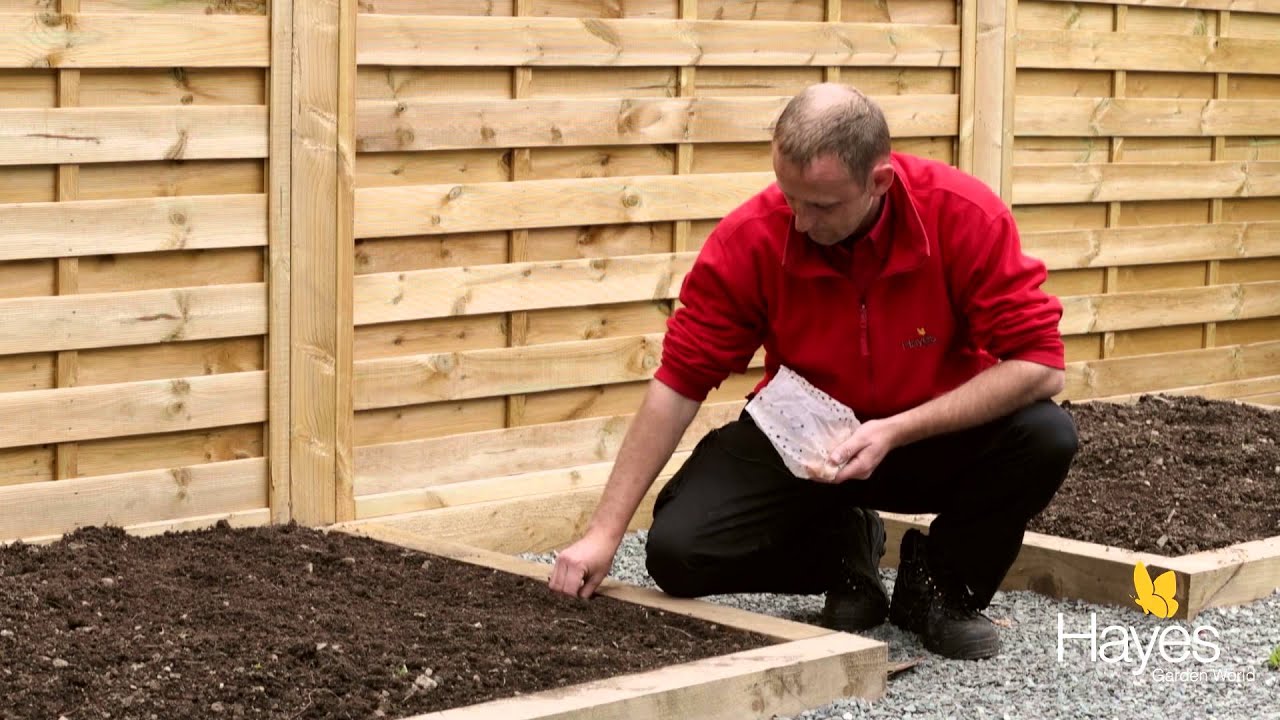 How to Plant Onions in a Garden Bed | Hayes Garden World