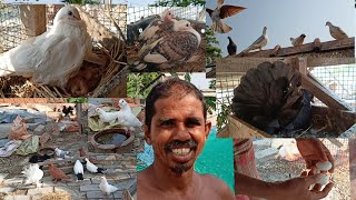 Exclusive fancy pigeon breeds/Birds breeding progress