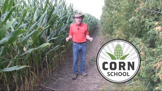 Corn School: How trees impact your crop