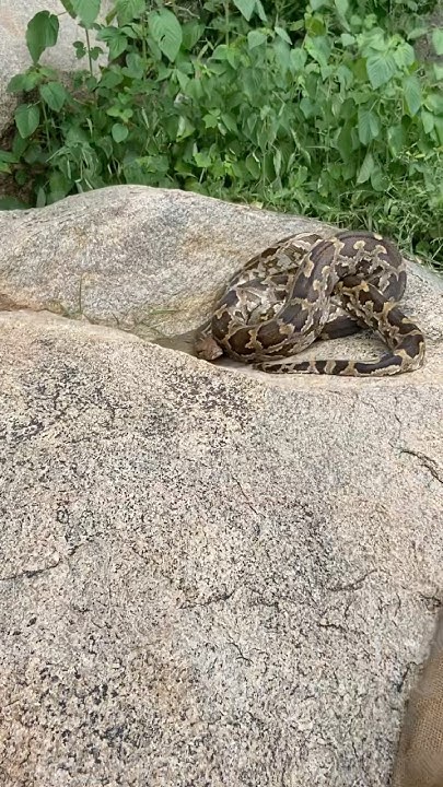Big size python relocated back into wild #shorts #youtubeshorts # ...