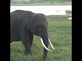 Beautiful baby tusker elephant | 美しい牙象の赤ちゃん | Kaudulla national park | Animals #shorts