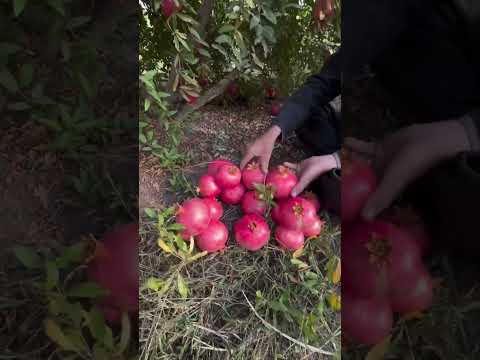 ٢٠ تشرين الأول ٢٠٢٥