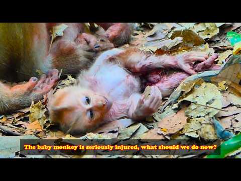 The baby monkey was bitten and severely injured in the leg by a larger monkey; will it survive?