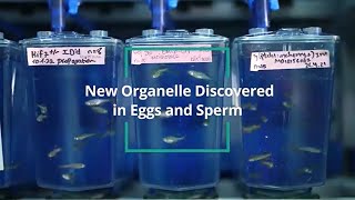 New Organelle Discovered in Eggs and Sperm | Research by Dr. Yaniv Elkouby