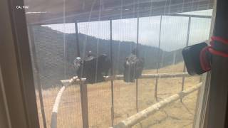 How rescuers saved 2 beloved condors trapped in Big Sur wildfire