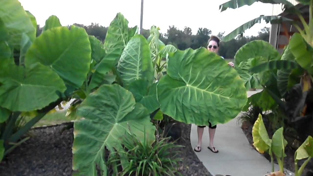 Colocasia Gigantea Thialand Giant (Tropical Plant) YouTube