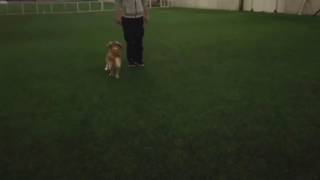 Lydighet Apportering