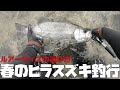 春のヒラスズキ釣行！ルアーサイズの選び方