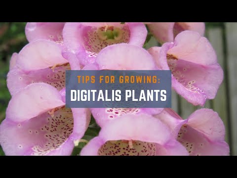 Video: Fiori Foxglove: come coltivare Foxglove