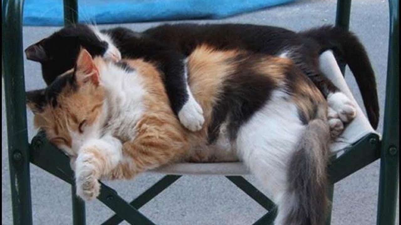 Приколы с животными №22. Fun with animals #22