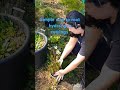 #propagation #plants #growyourown #diy #creative #happy