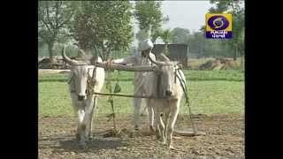 Download lagu Azadi De Pjjah Vare Ate Hara Inklab DD Punjabi Azadi De Pjjah Vare Ate Hara Inklab DD Punjabi