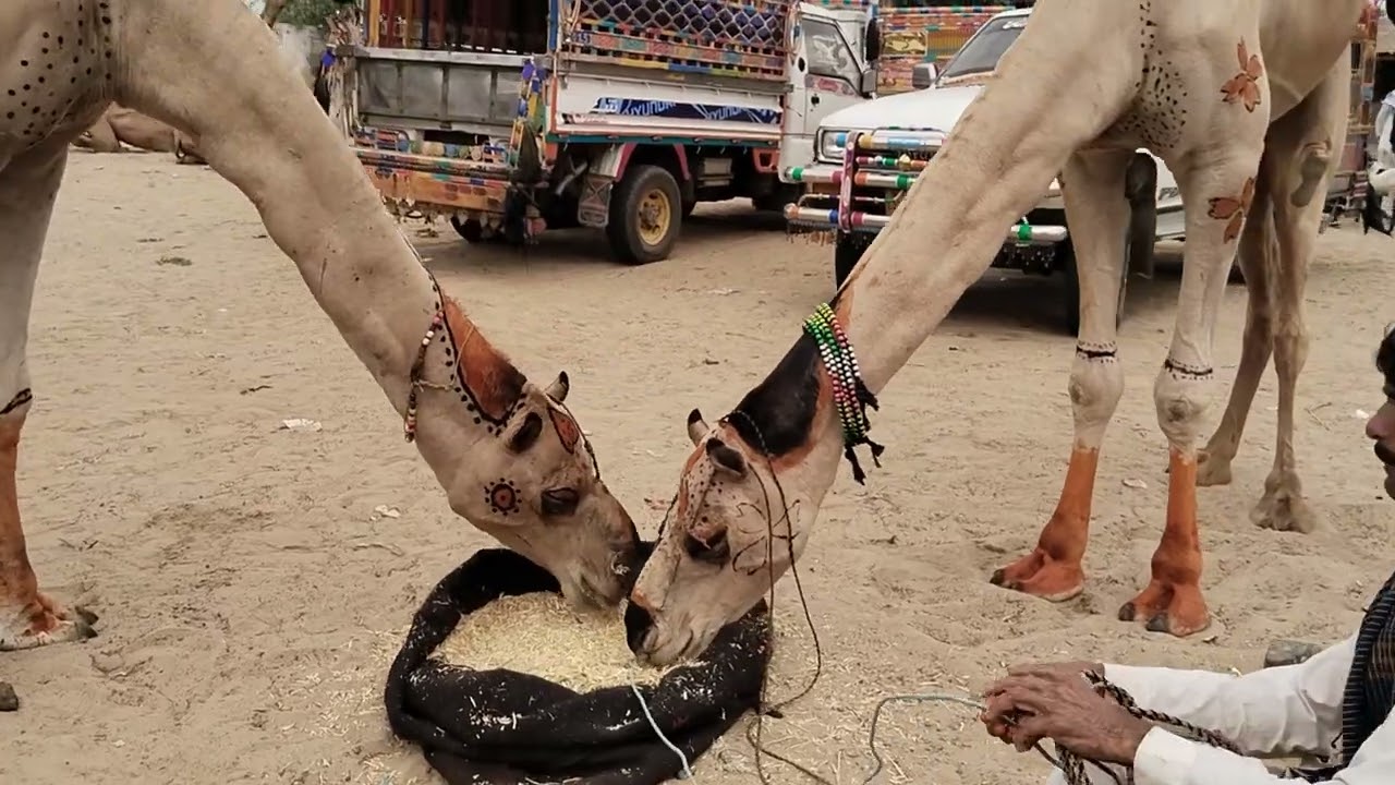 Every rope, every roar tells a tale – Thar Camel Market in full swing.
