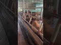 Peaceful Cow Farm View – Relaxing Clip 🐮 #RelaxingView #CowFarm #NatureASMR