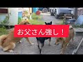 柴犬親子 大喧嘩！