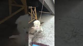 Pets Real Life Sharing Plan Young Creators Growth Plan Douyin Play Partner Plan I want to be pop