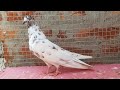 Punjabi Malwai Kabootar (pigeon).... ..