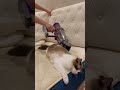 Vacuuming a cat.掃除機で毛のケア。気持ち良さそう❤︎#マカロンdaily #ラグドール #猫 #布偶猫 #shorts #ragdolls #vacuum #cat#dyson