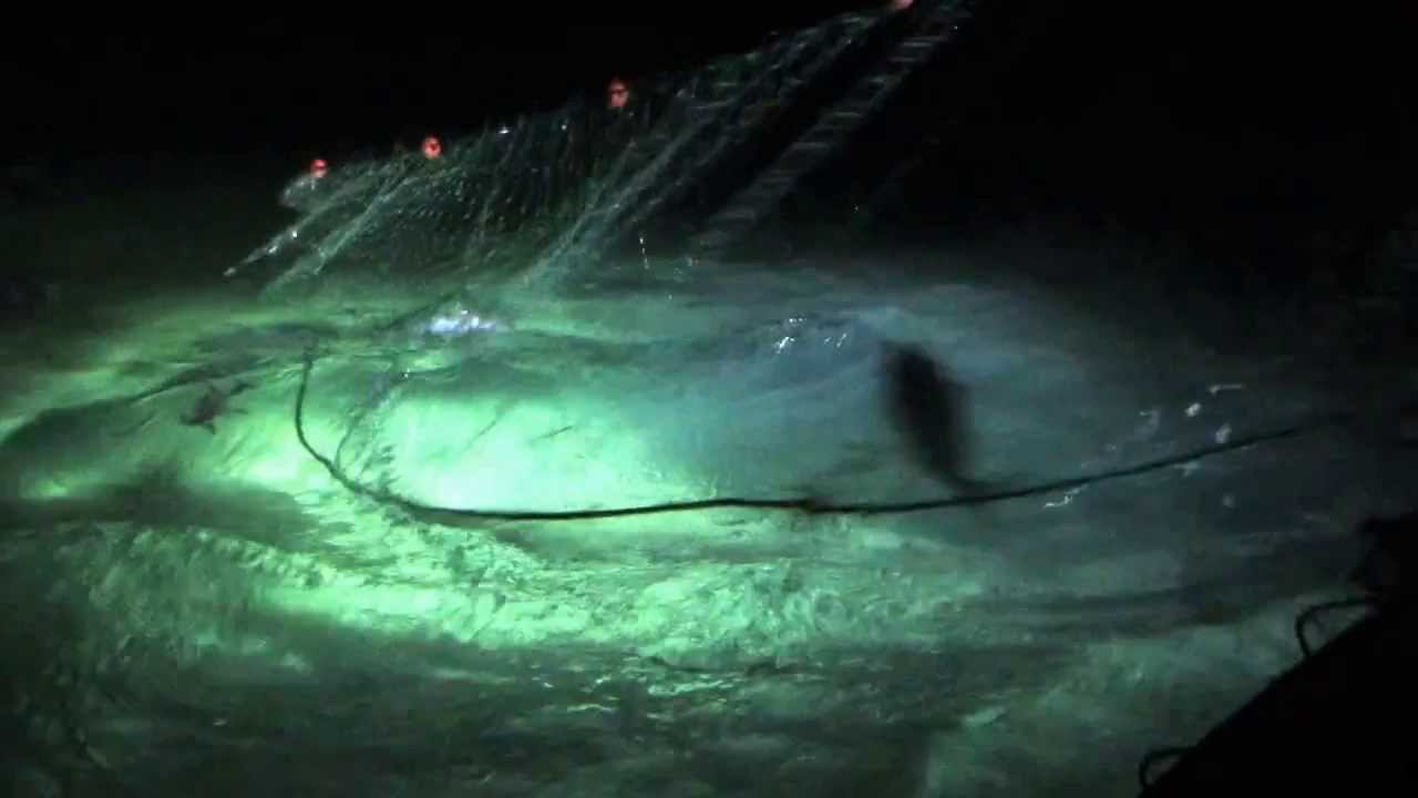 بـــدح قطــر BDH Qatar