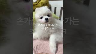 #초롱이 #애견인소통 #포메라니안 #귀엽다 #졸린강아지 #노견일상 #준헤어 광명점 마스코트.   #심술궂은주인 #광명#소하동 #광명역 #미용실운영