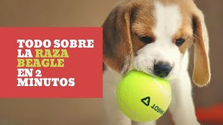 Perro BEAGLE: TODO sobre la RAZA