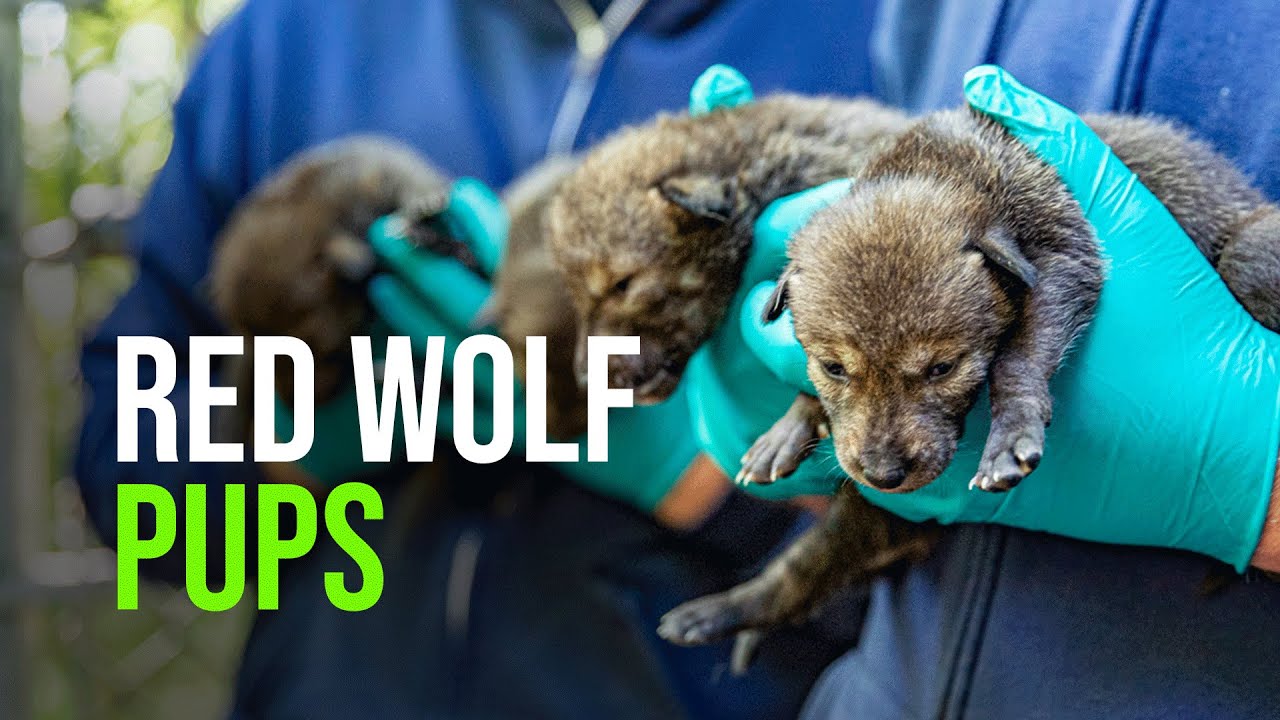 Wolf Zooborns