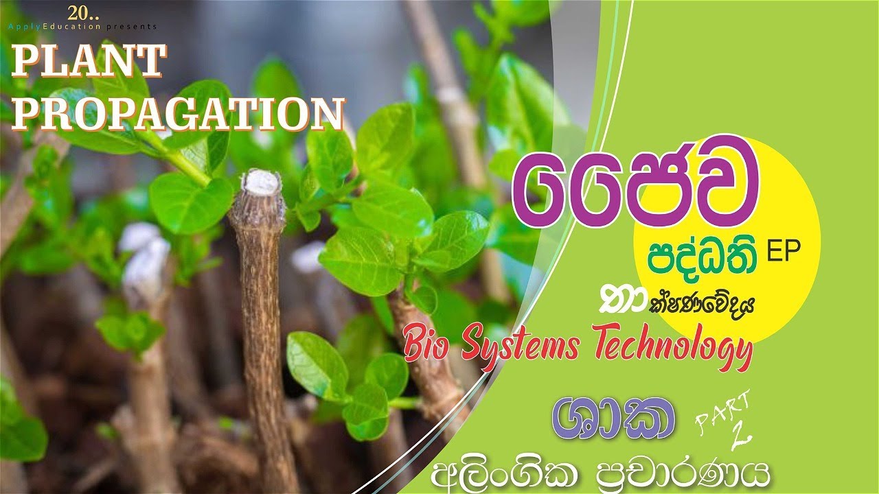 Plant Propagation - Bio Systems & Technology - Budding Grafting & Layering
