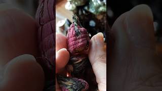 Пионовый чай для здоровья кожи  #antiaging #chinesetea #tcm