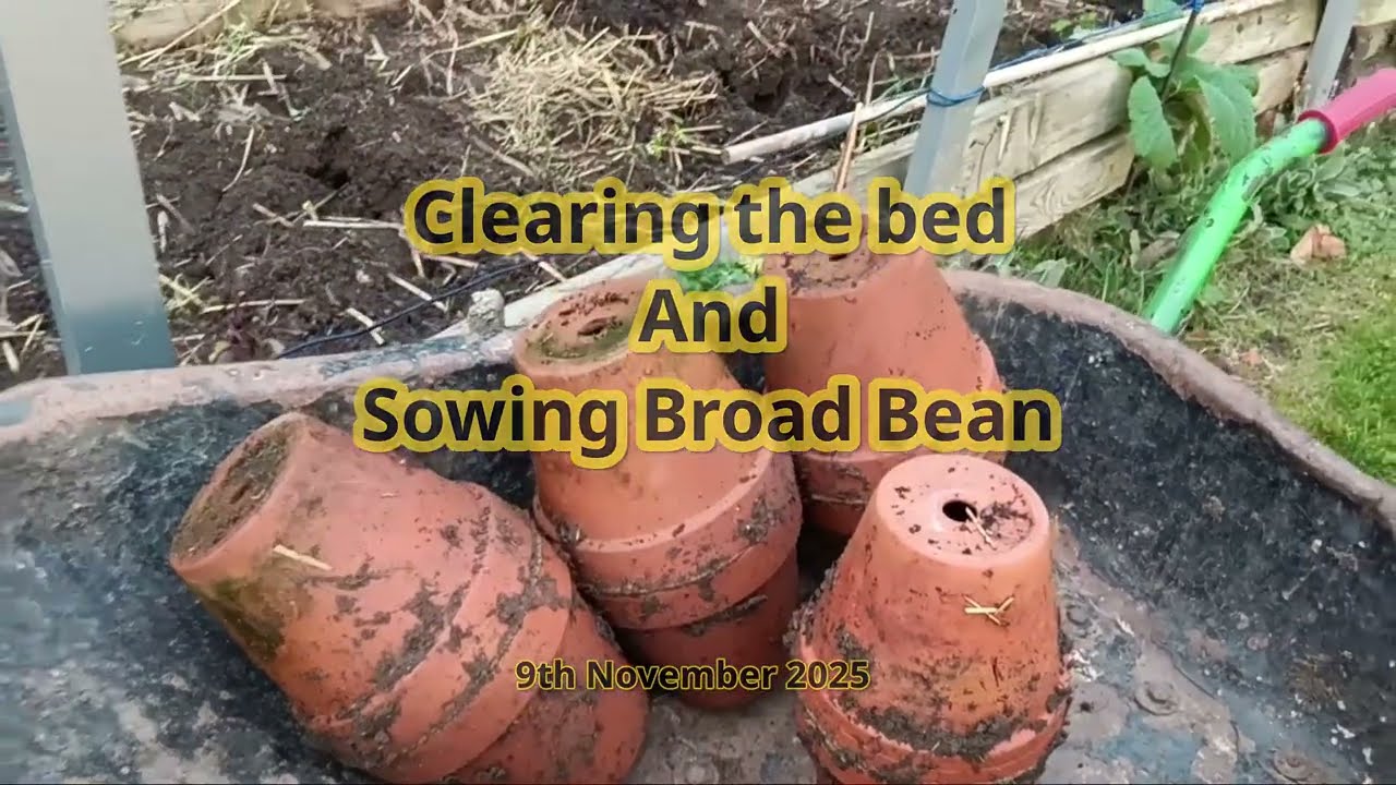 Clearing the bed and sowing broad beans 9th November 2025 