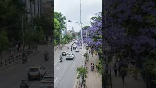 Spring colors the Kathmandu Valley with blooming flowers