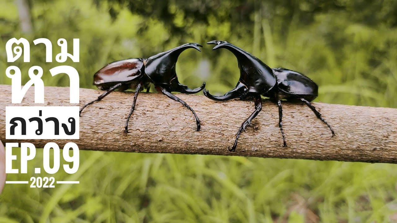 นักสู้แห่งขุนเขา EP.09 นี่แหละ! กว่างที่ตามหามานาน...ไอ้หน้ายักษ์ 