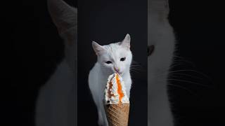 icecream billi lai hai #cat #new #cute #kitten #shorts