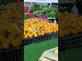 سوق ماجر لي الخضروات والفواكه 
