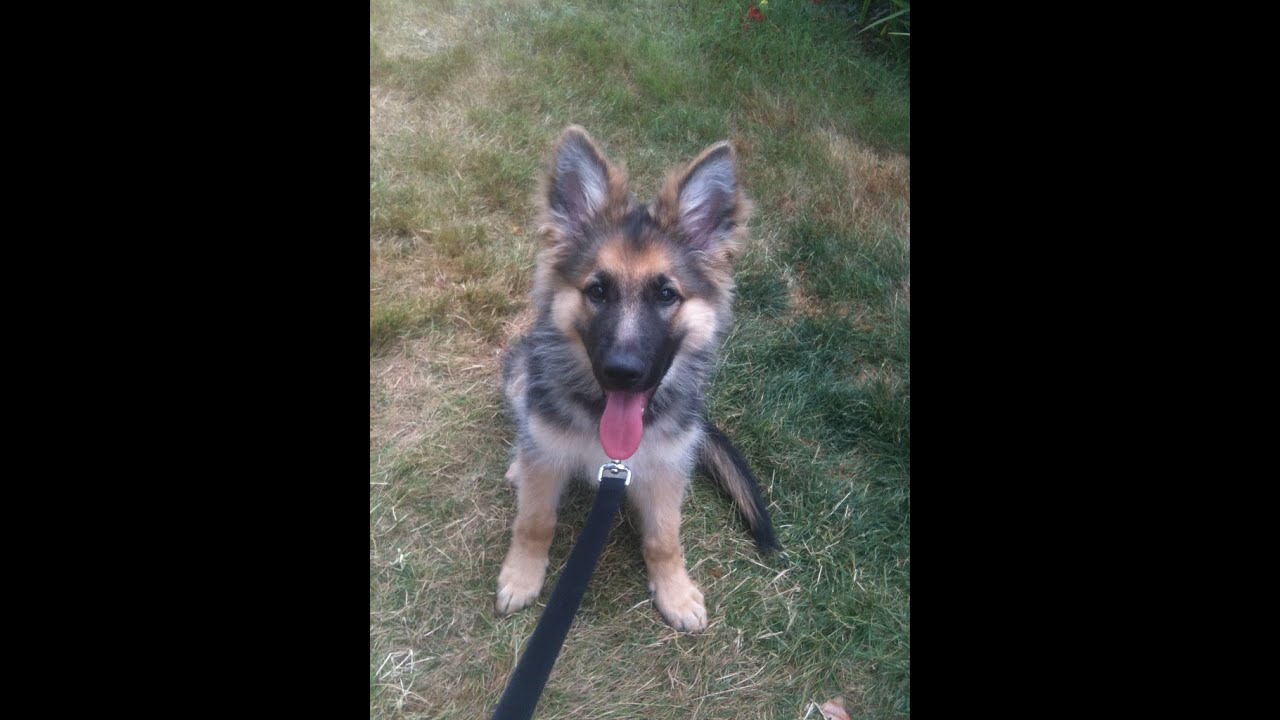 German Shepherd Puppy Picks...Blueberries??? YouTube