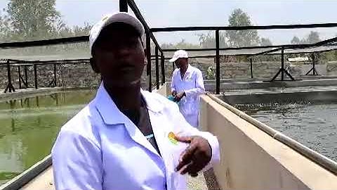 Our fish farm operates with a highly efficient Recirculating Aquaculture System (RAS) #fish 