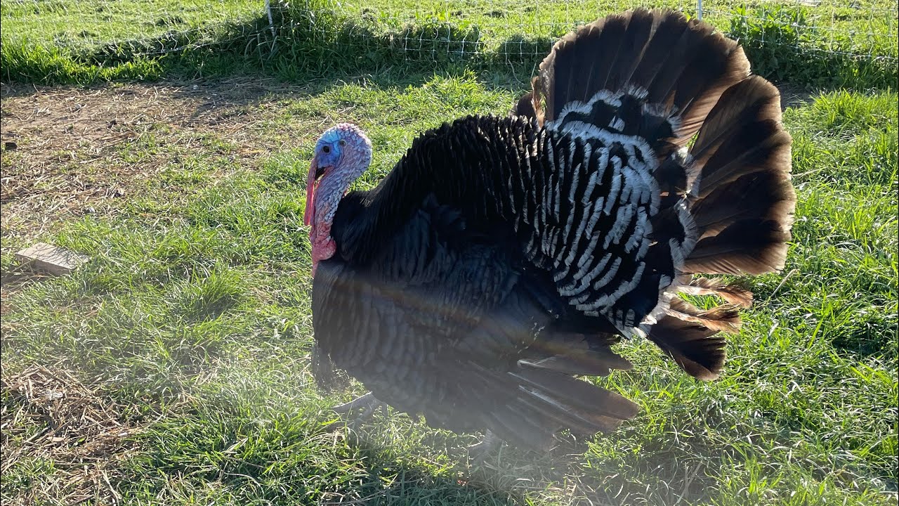 Our Pet Turkey shorts YouTube