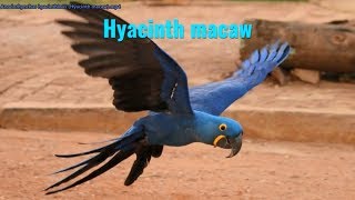Hyacinth Macaw Anodorhynchus Hyacinthinus