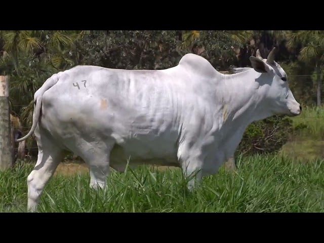 Lote 47   Leilão Virtual de Fêmeas Nelore RSAN