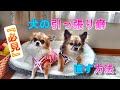 【犬のしつけ】お散歩で引っ張り癖のある犬が嘘のように直るプロのドッグトレーナーのしつけ方法【チワワ】【多頭飼い】
