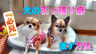 【犬のしつけ】お散歩で引っ張り癖のある犬が嘘のように直るプロのドッグトレーナーのしつけ方法【チワワ】【多頭飼い】