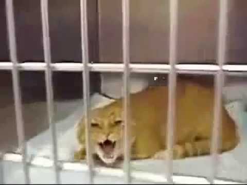 kitten videos go away
