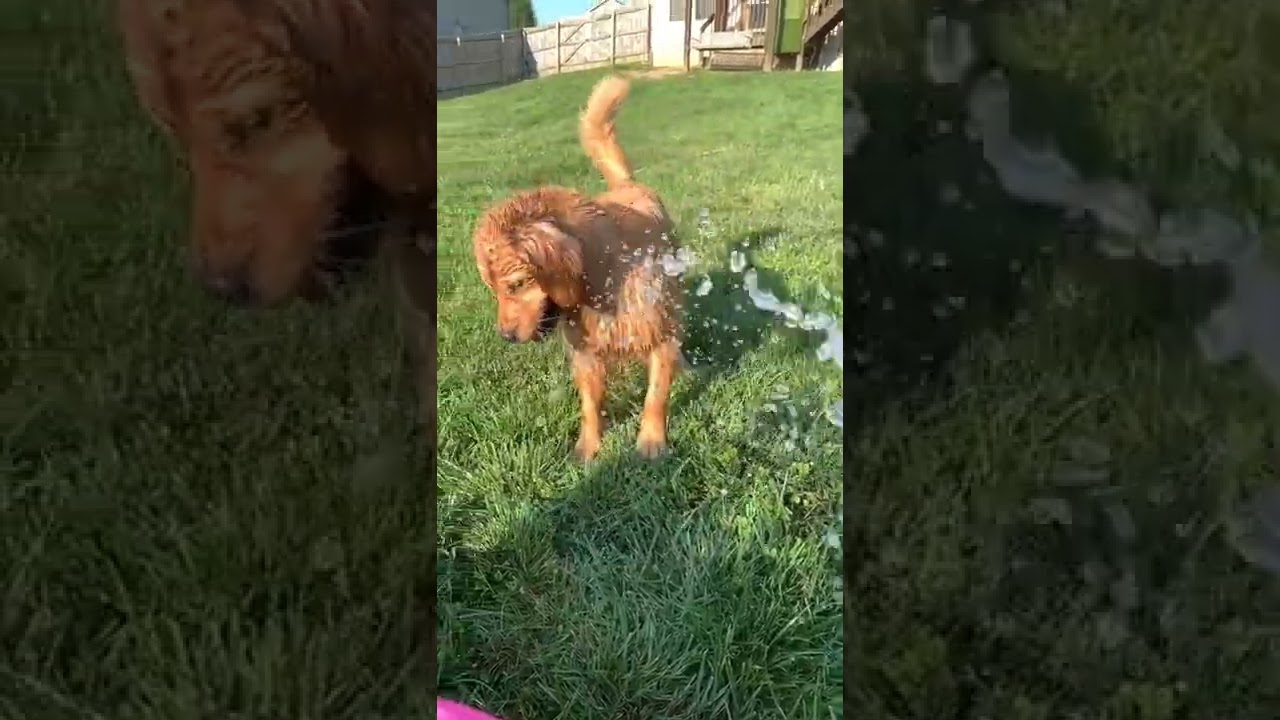 💚Cute Dogs Compilation | Funny Dog 🐕‍🦺