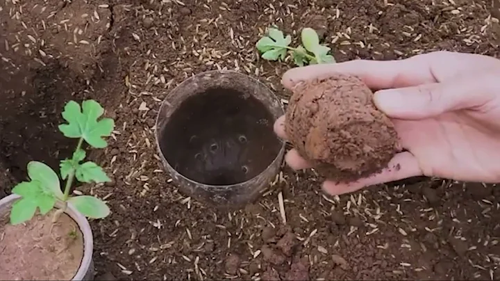 Growing watermelon hanging hammock for beginners, Fruit is big and sweet ep2