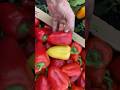 Воронежский - ранний, урожайный, отличной формы сорт болгарского перца. Обзор. #дача #овощи #огород