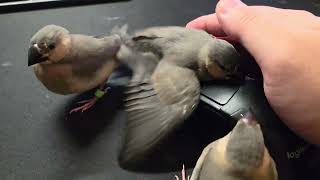 Java finches going after my mouse and watch, as is tradition (Day 34)