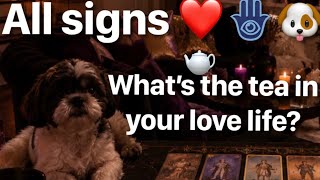 ALL SIGNS ❤️🐶🪬WHAT’S THE TEA ☕️ IN YOUR LOVE LIFE? #PSYCHIC #INTUITION #Tarot #ShihTzu