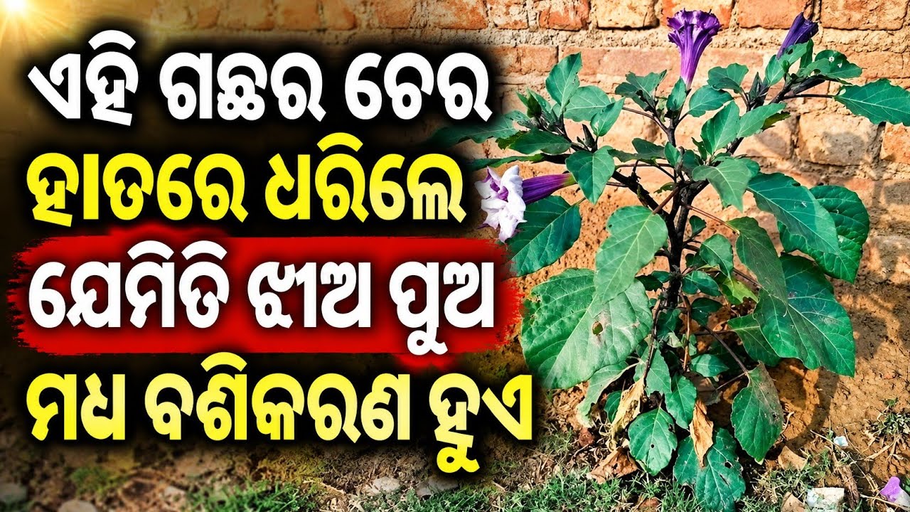 Latest Title & Thumbnail